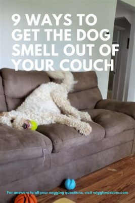 How to Get Dog Smell Out of Furniture: And Why Your Couch Might Secretly Love It