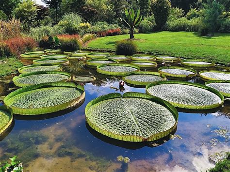 Il Giardino Botanico: Un'Oasi Di Pace Nel Cuore Frenetico Di Warri!