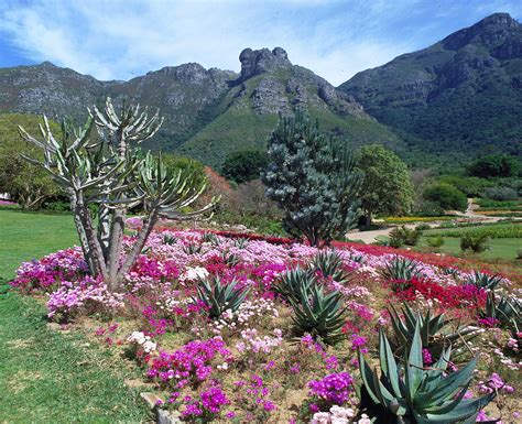 Il Kirstenbosch National Botanical Garden: Una Splendida Oasi di Biodiversità nel Cuore di Cape Town!