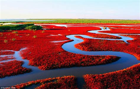 Il Lago Rosso di Panjin, un'esplosione di colore e biodiversità unica!