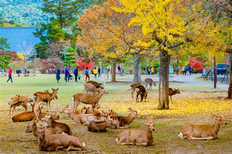 Il Parco di Nara: Un Oasis Tranquillo Abbondante di Cervosso Cari