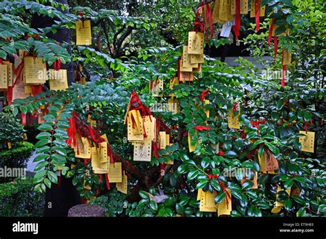  Il Tempio di Dai Miao: Un Oasis di Spiritualità e Architettura Millenaria a Tai'an!