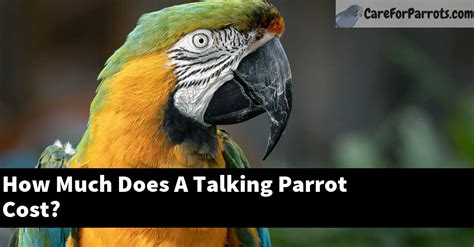 What Card Game Does George Play? And Why Does It Involve a Talking Parrot?